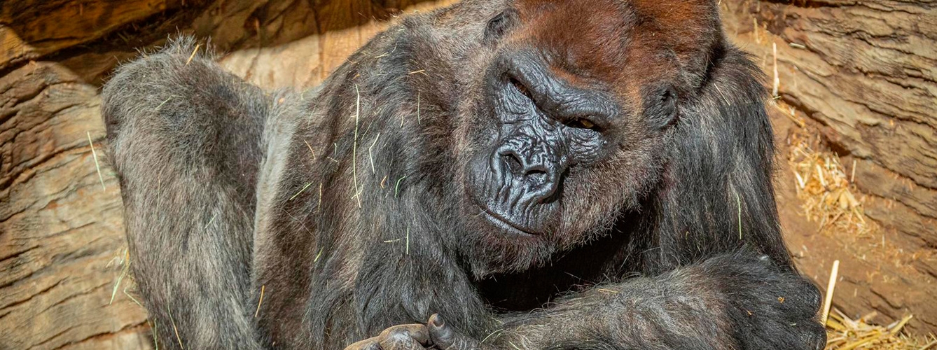 Gorila del zoo de San Diego que dió positivo al SARS-CoV-2.