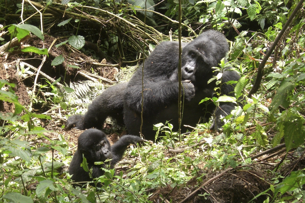 Un estudio ha evaluado los patógenos transmitidos por los humanos que pueden amenazar a las poblaciones de grandes simios salvajes.