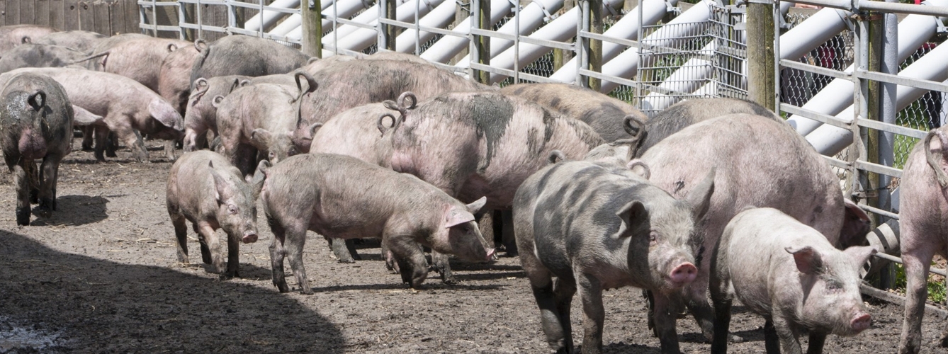 El sector porcino reduce un 82% el uso de antibióticos