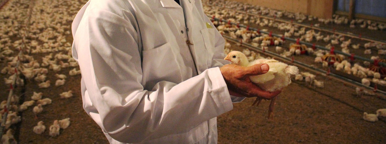 Los siete casos humanos de gripe aviar H5N8 fueron leves o asintomáticos.