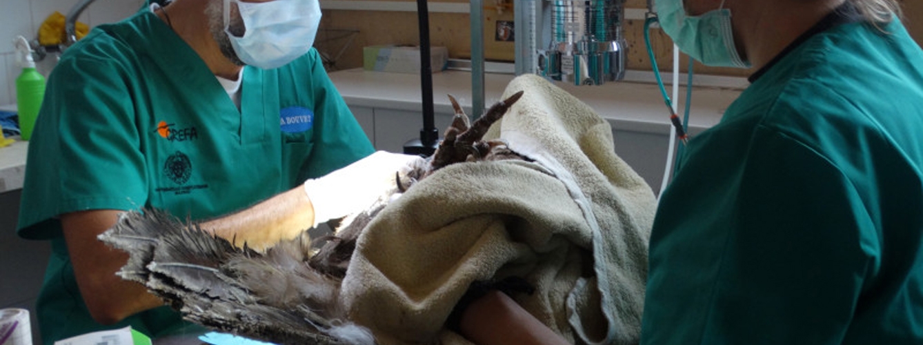 Dos veterinarios de GREFA curan a un buitre negro