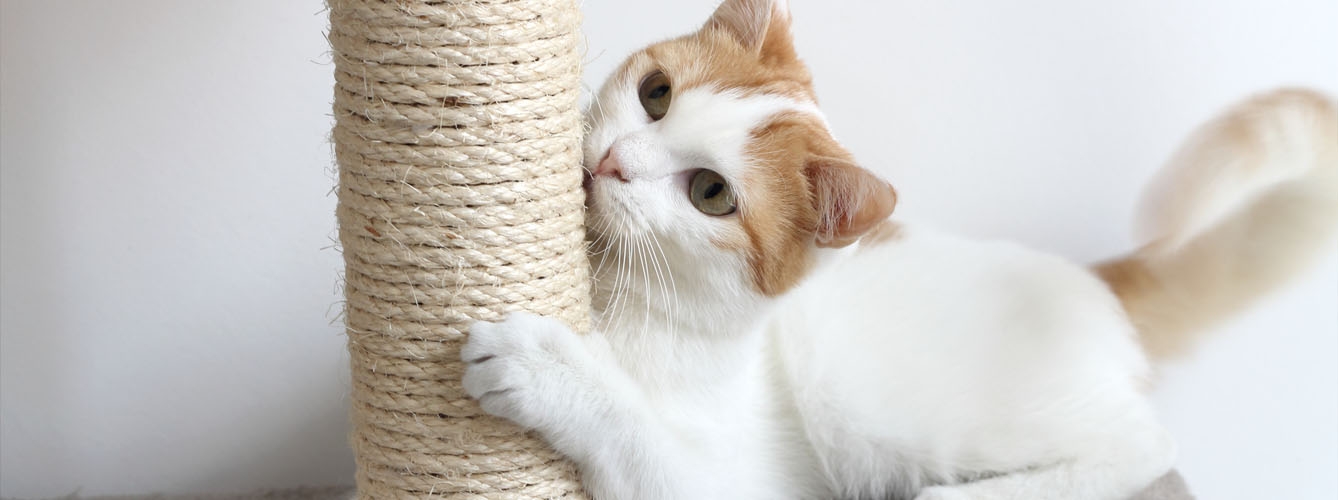 La gran mayoría de gatos prefieren los rascadores verticales.
