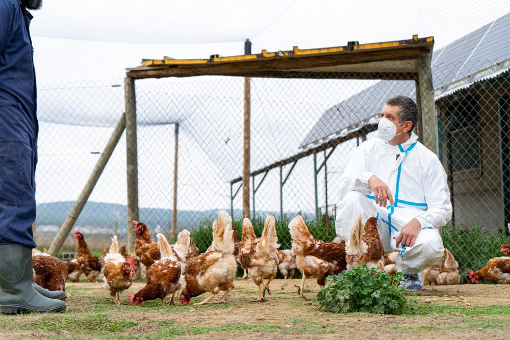 Cataluña finaliza el periodo de control y restricciones frente a la gripe aviar tras no detectarse nuevos focos en granjas.