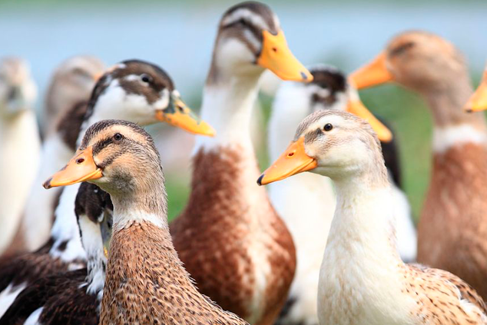 Europa se viene enfrentando en los últimos años a un incremento nunca antes visto de gripe aviar.