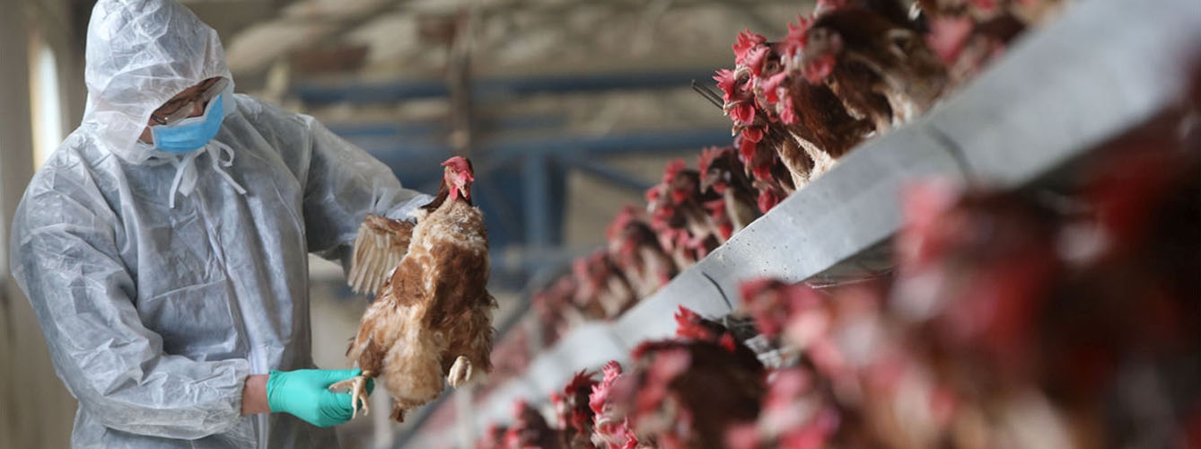 La gripe aviar H5N8 fue detectada recientemente en 7 trabajadores de una granja avícola rusa.