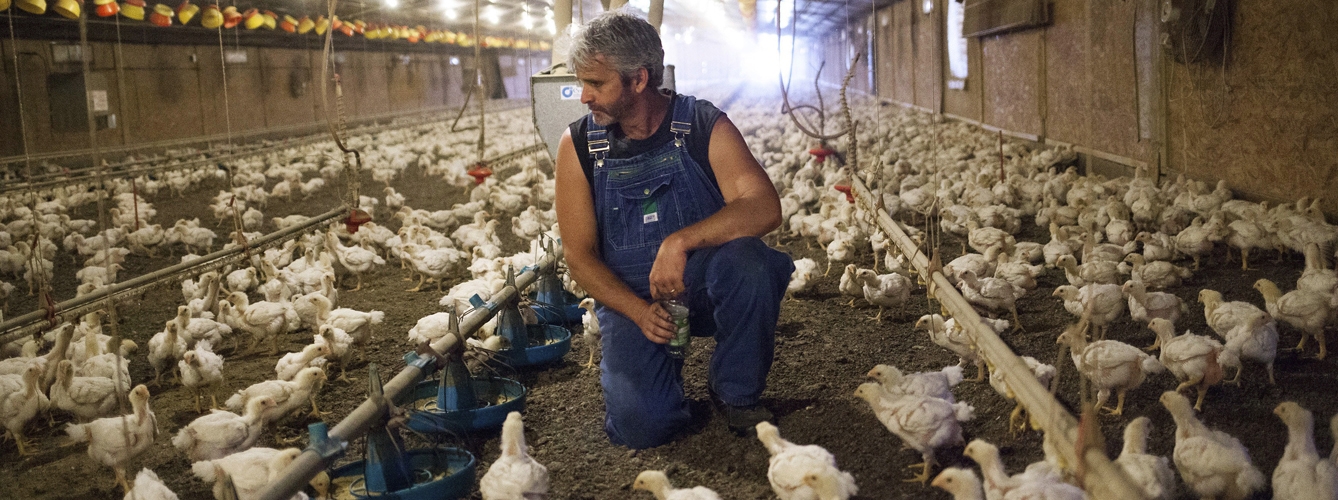 Gripe aviar: Identifican marcadores genéticos que promueven saltos de especie 