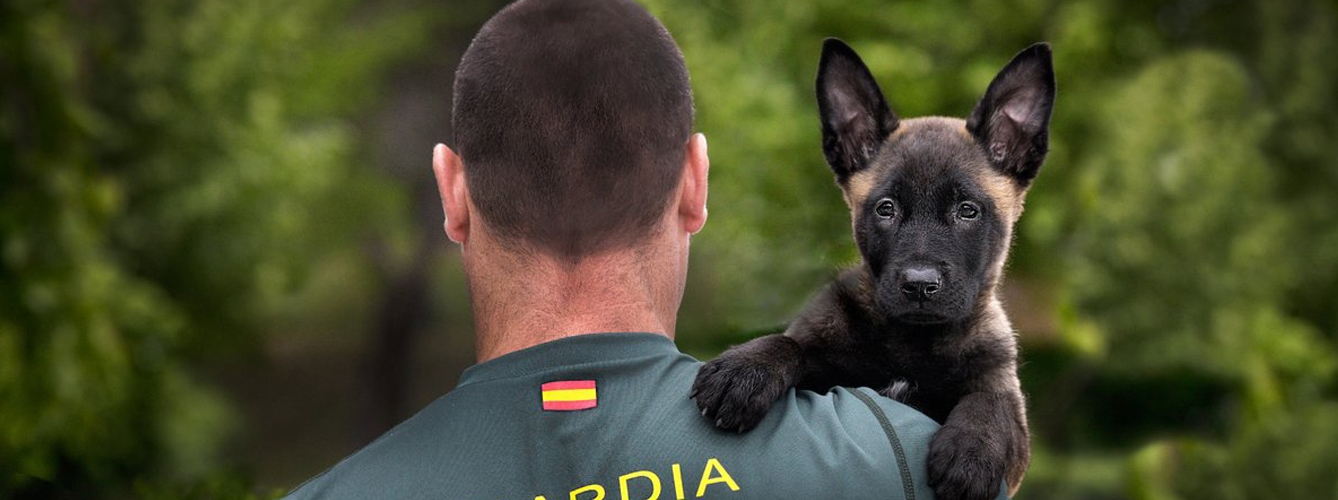 Pastor alemán, belga, labrador y golden son las razas caninas más apropiadas para la detección de explosivos
