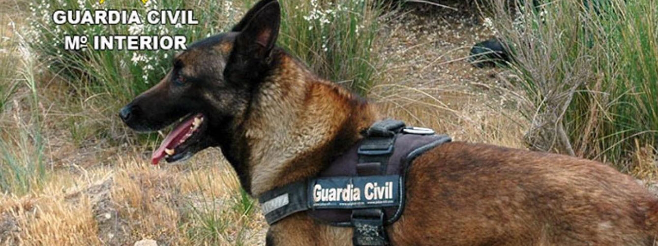 Foto de archivo de un perro de la Guardia Civil.