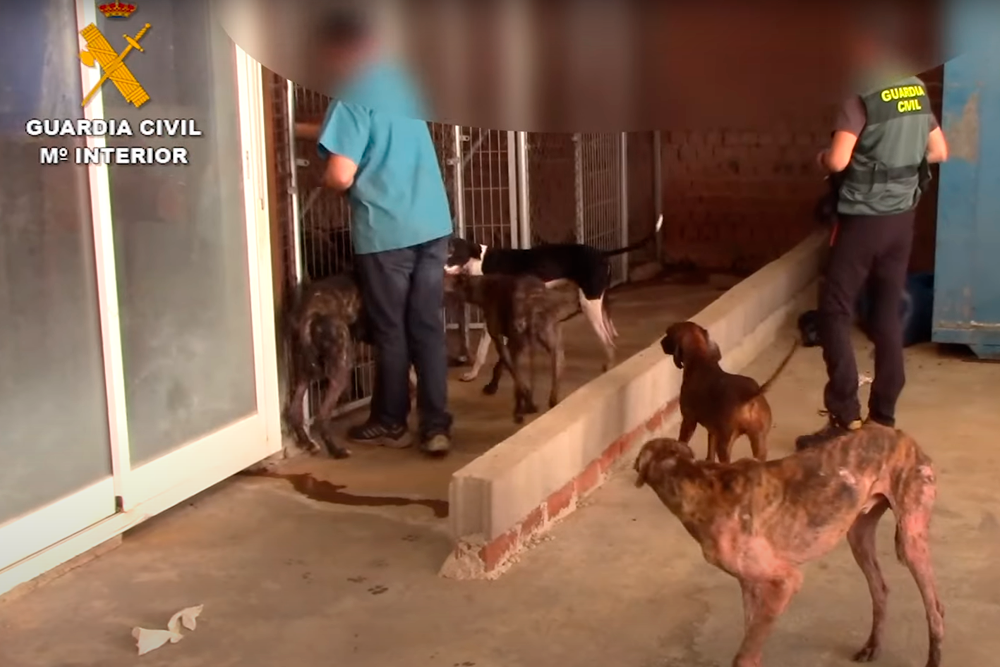 La Guardia Civil se personó en las instalaciones donde el 'Vampiro de Humanes' albergaba a los perros a los que presuntamente extraía sangre hasta matarlos.