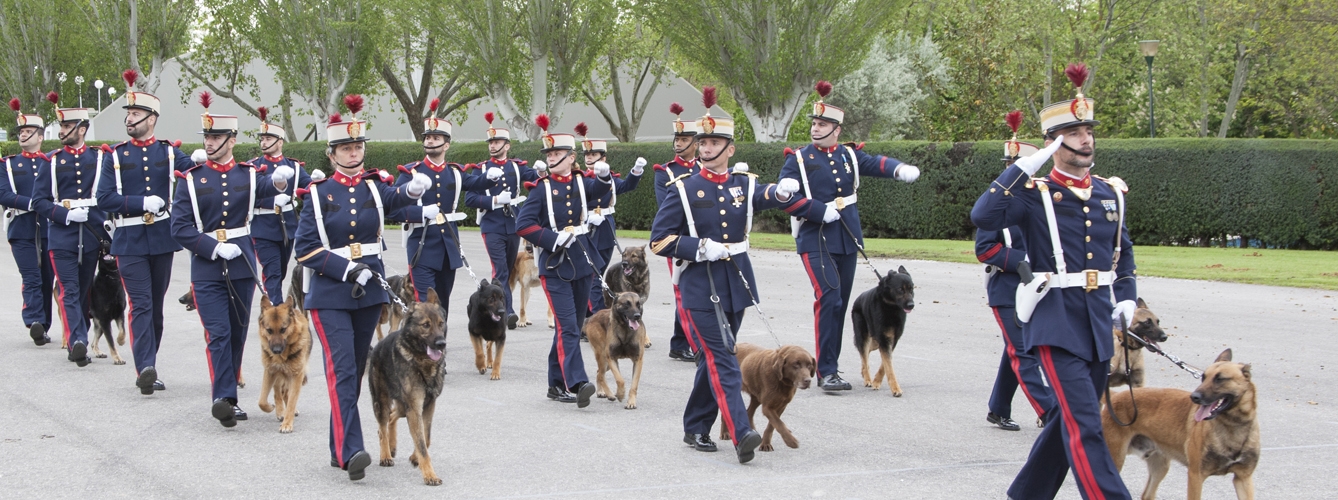 Los perros detectores, como los de la Guardia Real dedicados a las especialidades de Detección de explosivos y Seguridad y Combate, de las diferentes fuerzas y cuerpos no tienen un entrenamiento estandarizado, ni homogéneo.