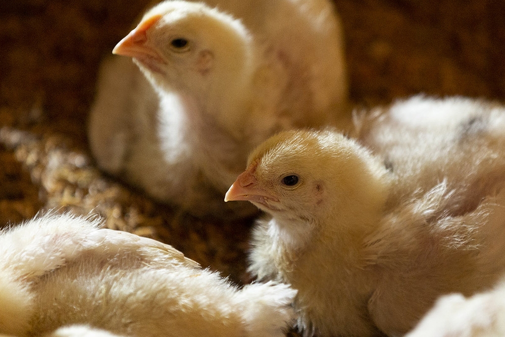 La enfermedad de Gumboro causa grandes pérdidas económicas a la industria avícola de todo el mundo.