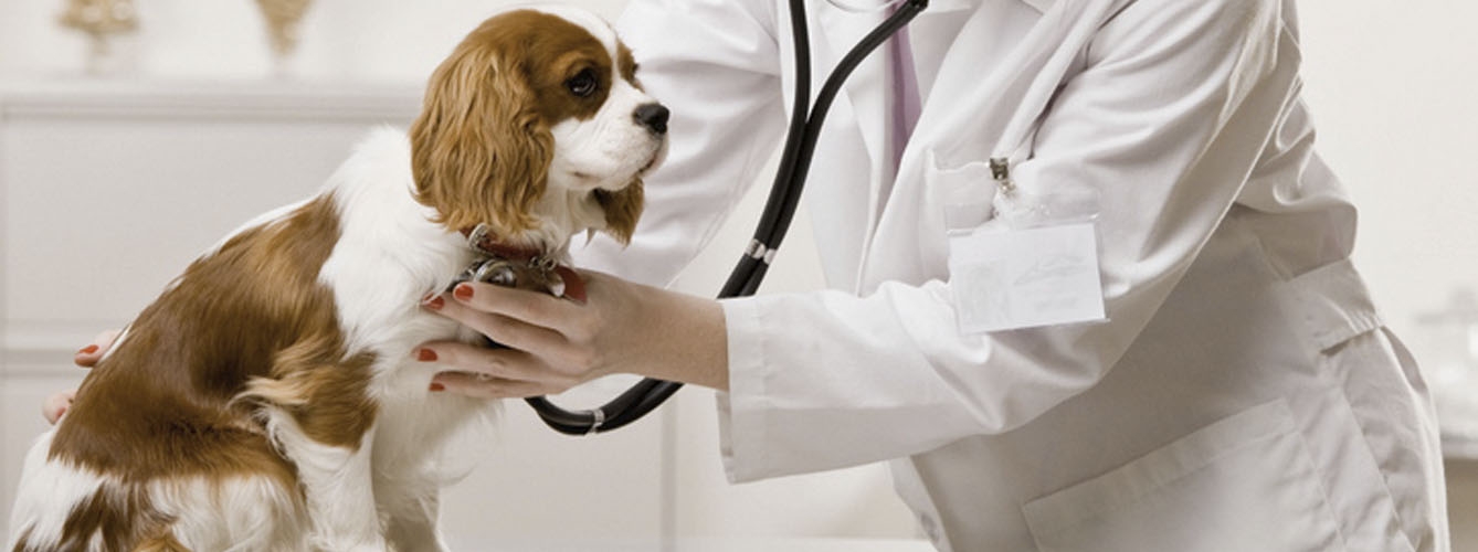 Aumentan en un 21% los perros infectados por el gusano del corazón