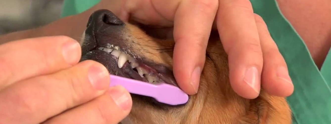 Solo el 14% de los perros y el 9% de los gatos reciben atención dental en el veterinario.