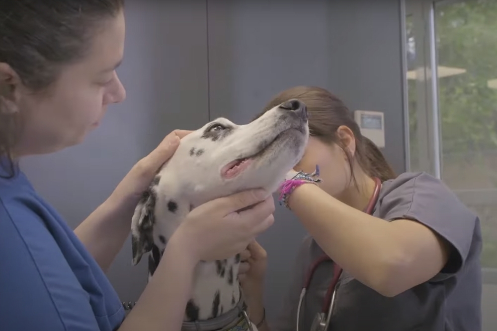 La campaña de Hill's y Avepa tiene el objetivo de concienciar a los propietarios de mascotas sobre la importancia de confiar en sus veterinarios y de utilizar su experiencia como fuente principal de información y orientación.