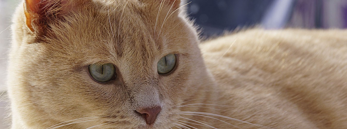 La hipertensión, un silencioso riesgo para la salud de los gatos