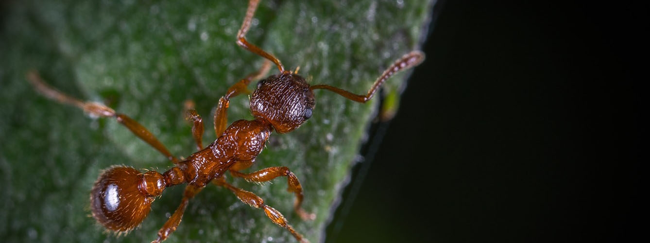 Descubren un parásito en las hormigas que podría afectar a los humanos