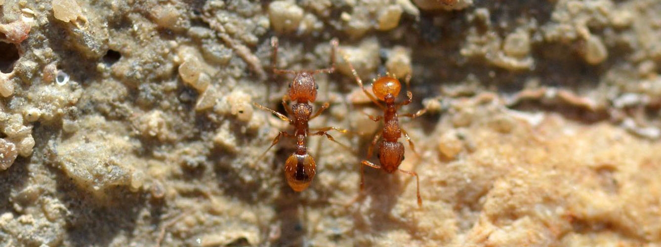 Llega a España una hormiga que puede dejar ciegos a los animales