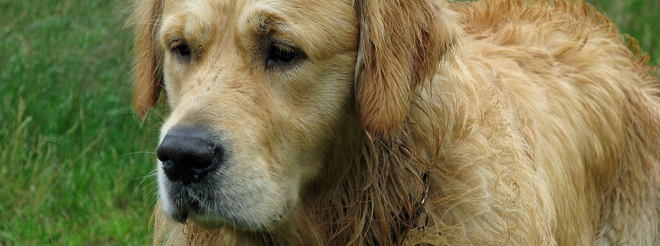 Los traumatismos pueden dejar secuelas en los ojos de los perros