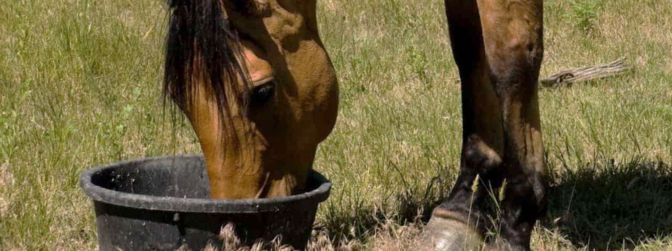Los prebióticos causan más daño a los caballos que beneficios