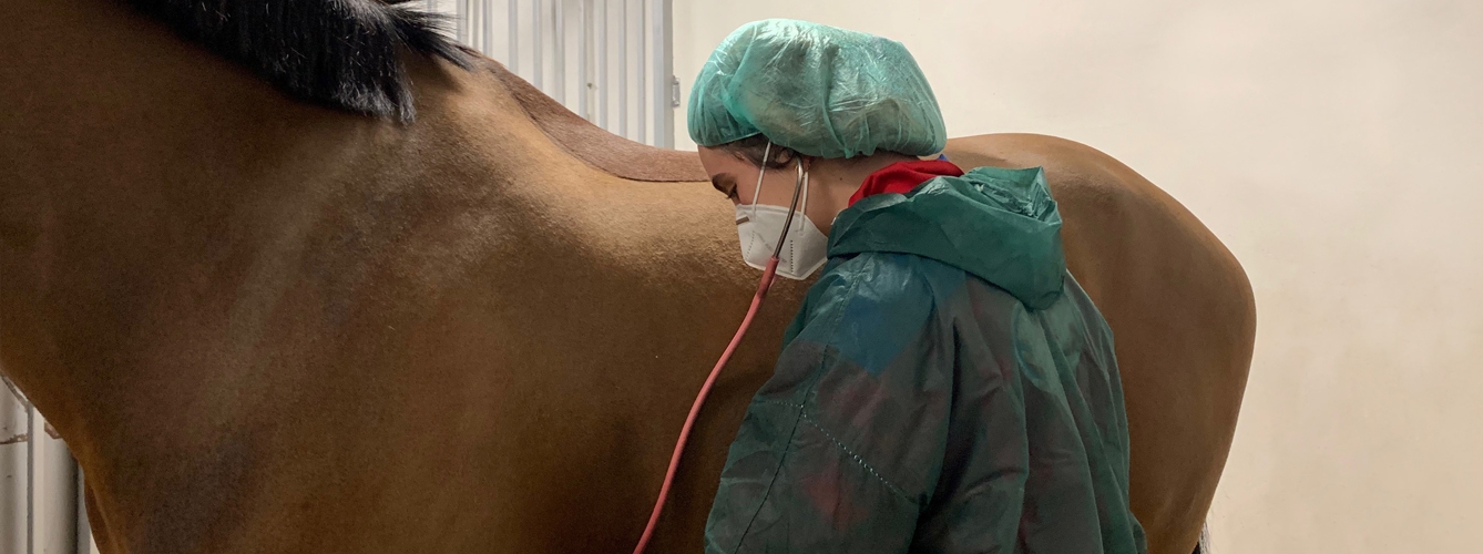 Imagen de una veterinaria atendiendo a aun caballo en el Hospital Clínico Veterinario Complutense.