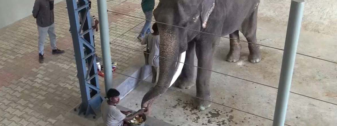 Abre el primer hospital para elefantes de la India