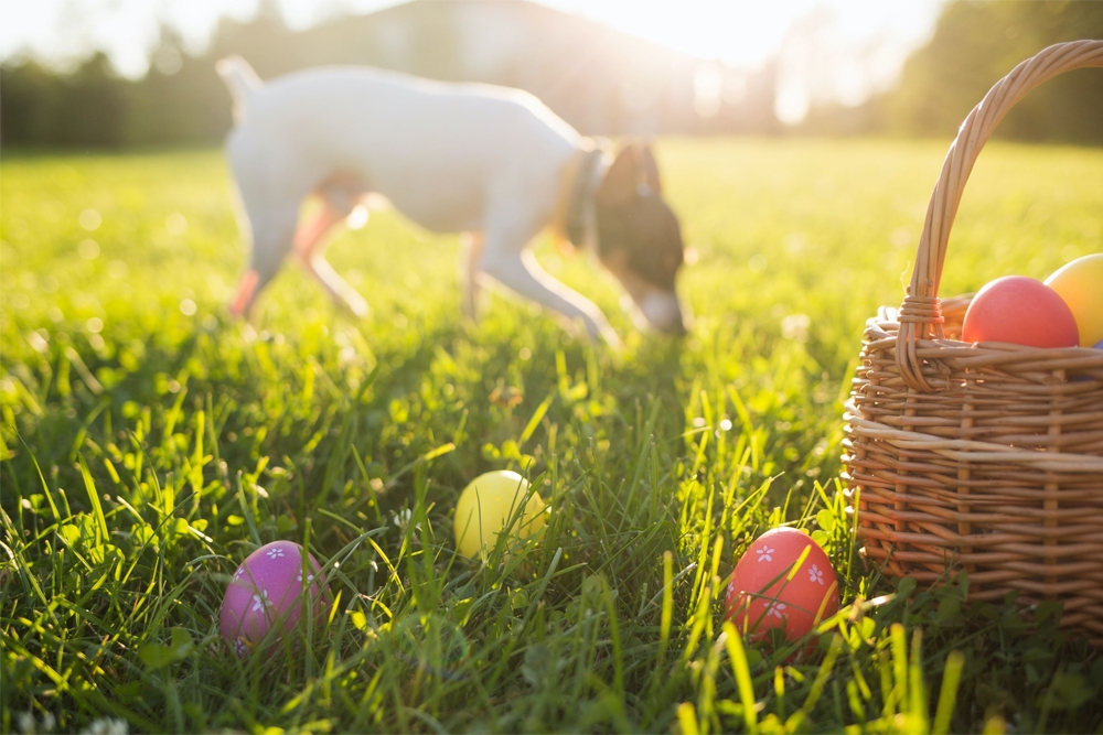 Los veterinarios británicos advierten de que ven un aumento de los casos de toxicidad por chocolate en mascotas durante la Pascua.