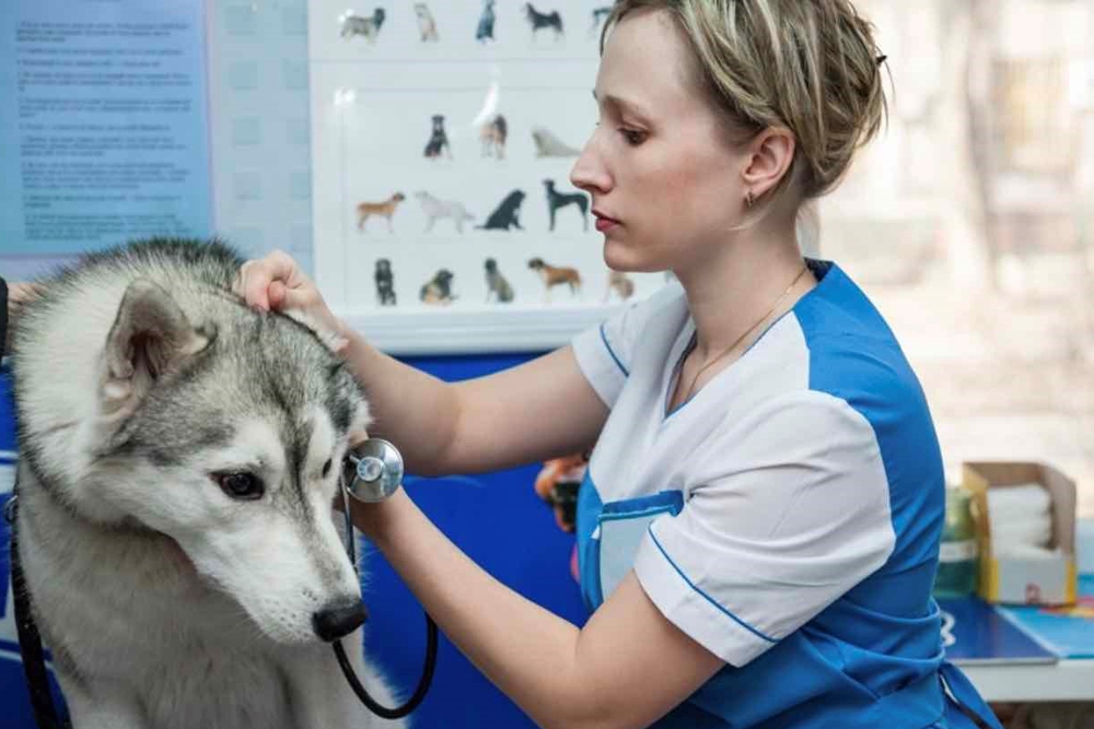 El husky siberiano fue una de las razas de perro que menos afecciones médicas presentó.