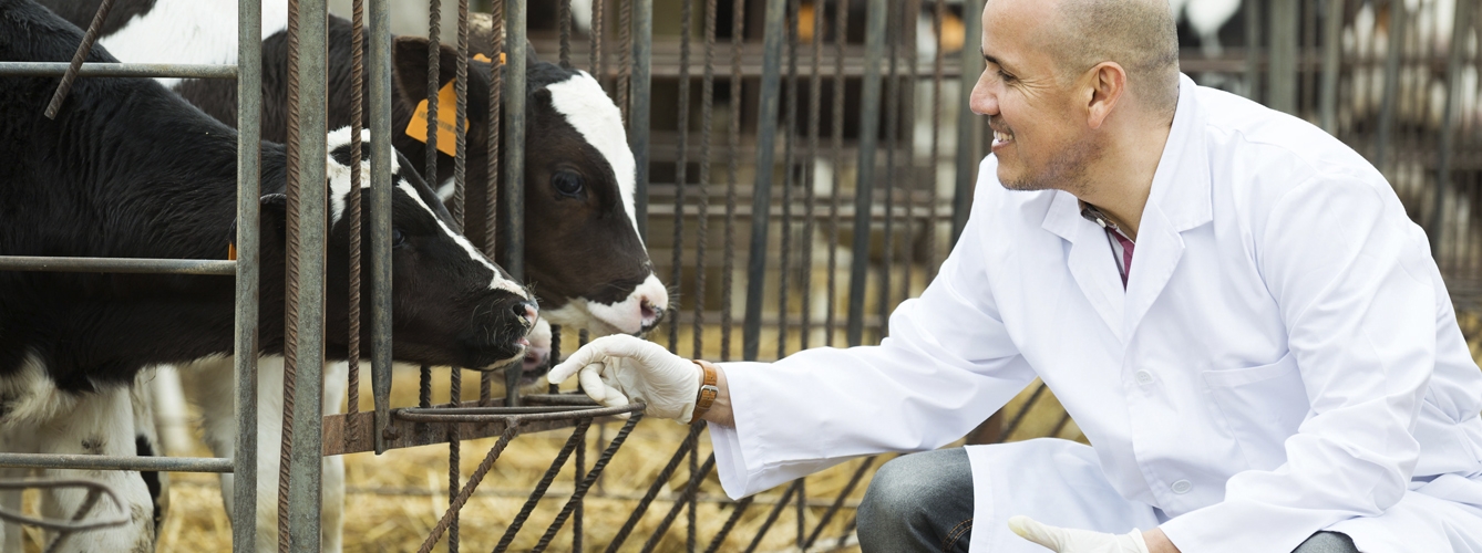 La fiebre Q es una zoonosis que afecta al ganado vacuno y pequeños rumiantes.