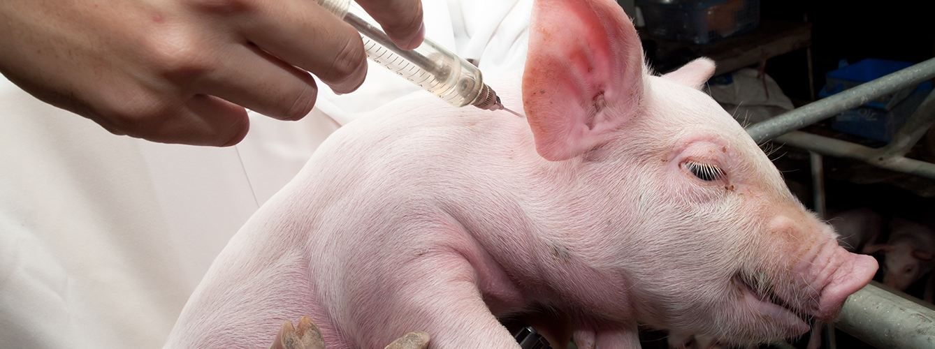 El porcino acapara el mayor uso de antibióticos veterinarios en España