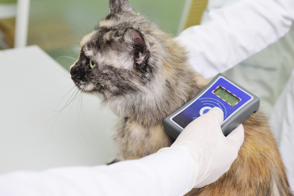 Los veterinarios advierten que la identificación obligatoria de gatos y hurones es imprescindible para frenar el abandono.