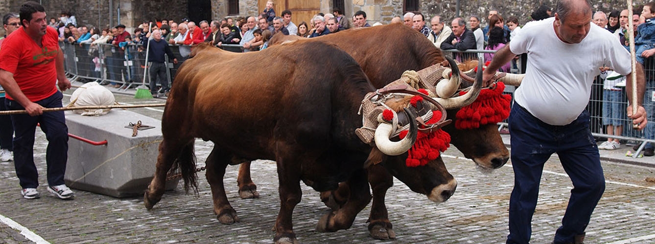 Imagen de una competición tradicional de arrastre con bueyes (idi probak).