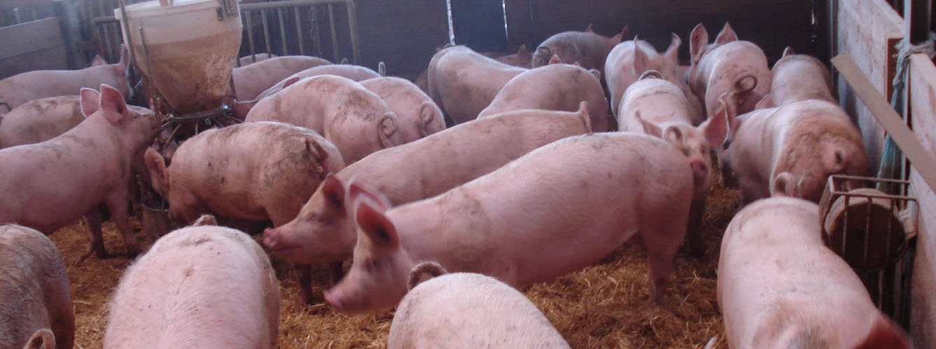 Bélgica sacrificará 4.000 cerdos para frenar la peste porcina africana