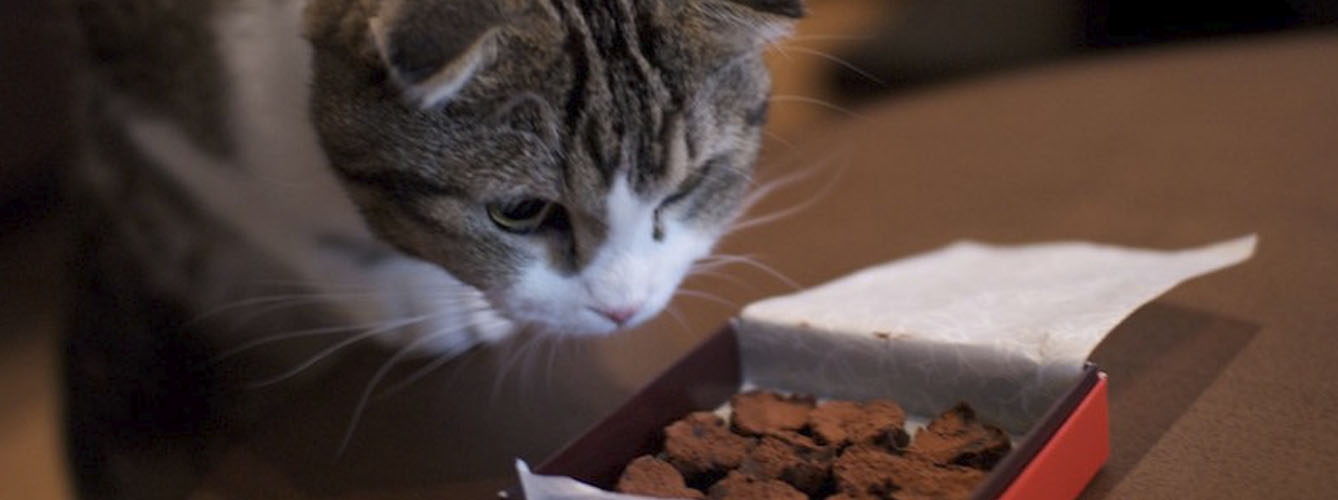 Alimentos como el chocolate, la naranja, el aguacate y el tomate pueden ser perjudiciales para los gatos.
