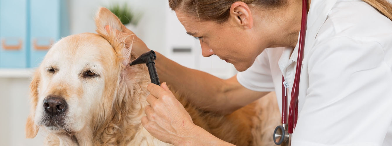 Los veterinarios reivindican el carácter sanitario de su profesión