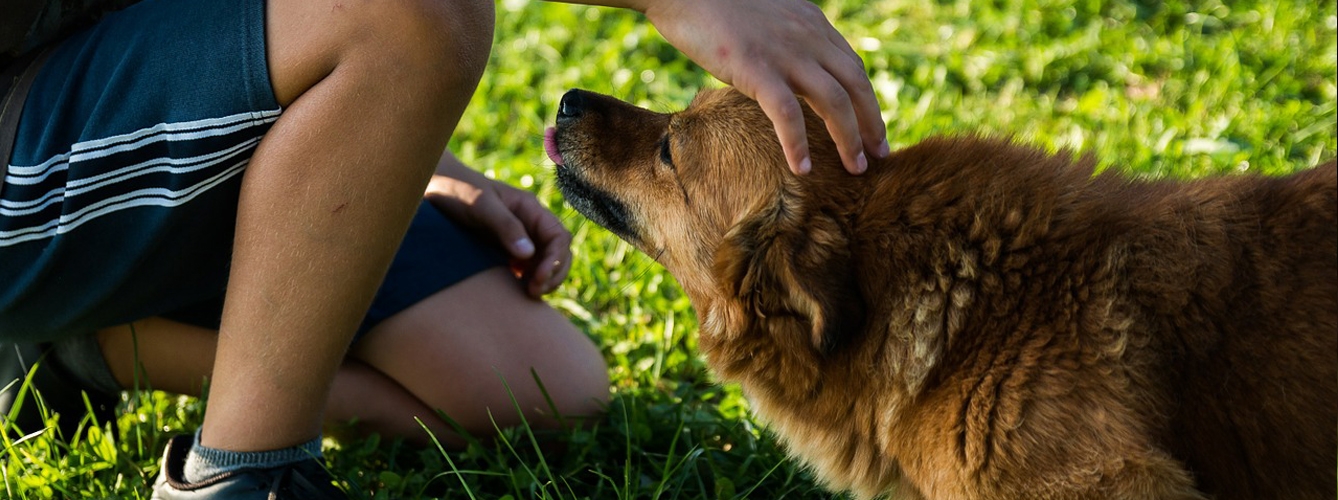 los perros pueden detectar el olor de sustancias implicadas en los ataques y avisar a sus dueños.