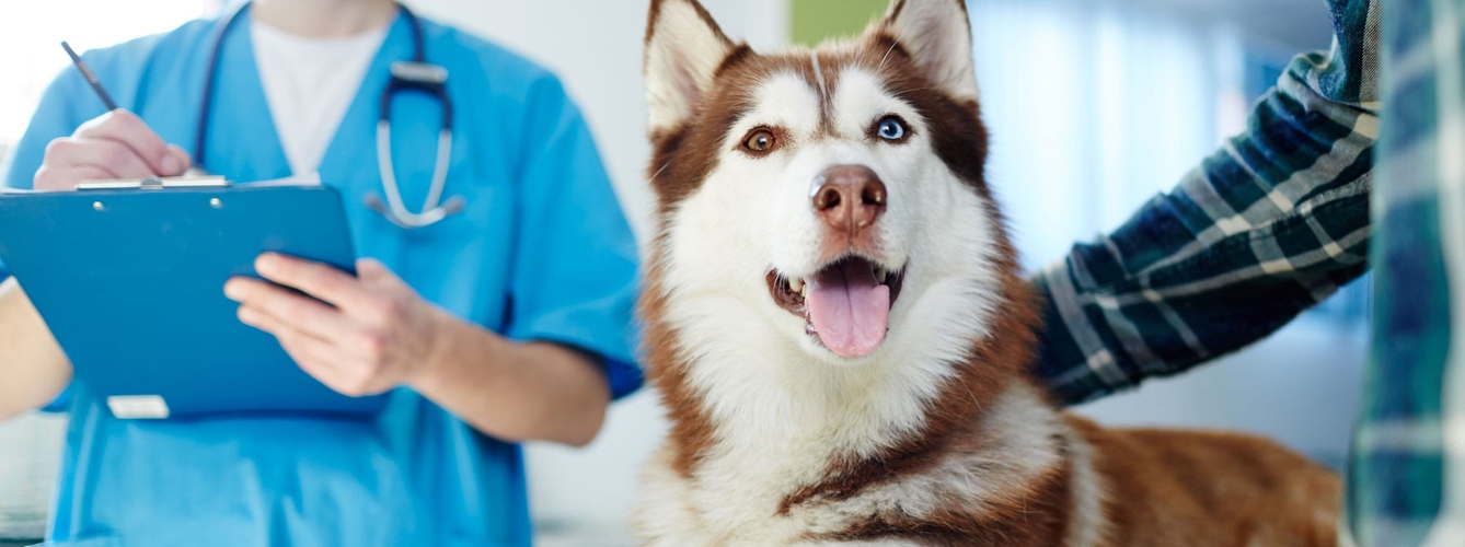 El precio de los servicios veterinarios se mantiene estable en julio