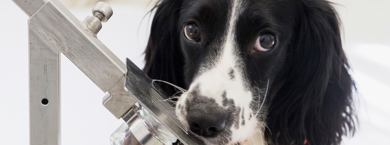 Los perros de detección médica se han mostrado muy eficaces detectando enfermedades en humanos.