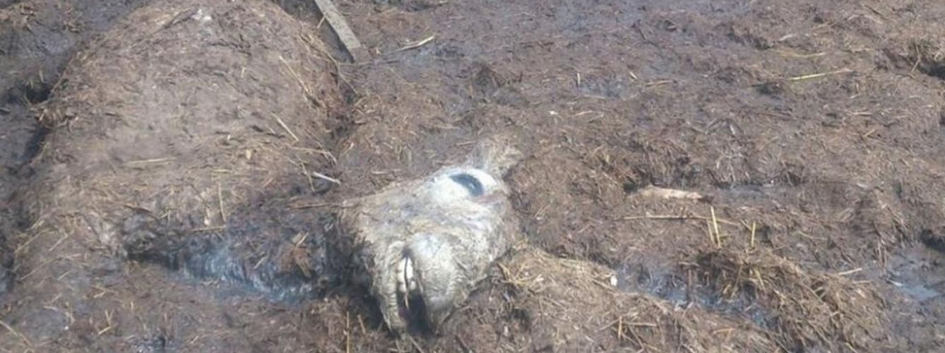 Uno de los animales muertos encontrados en la explotación ganadera