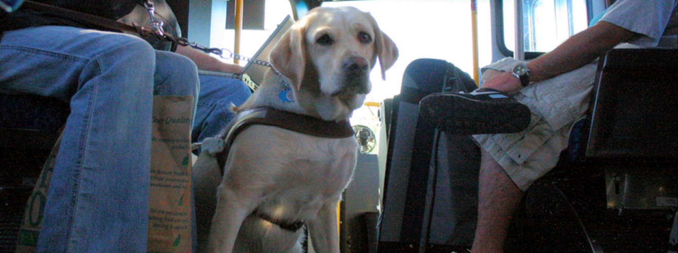 Las mascotas asturianas podrán viajar gratis en tren y autobús 
