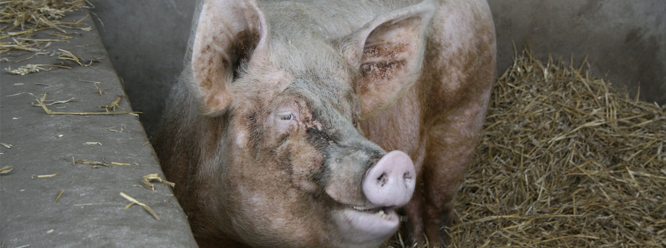 Un nuevo virus en porcinos podría ser una amenaza para los humanos