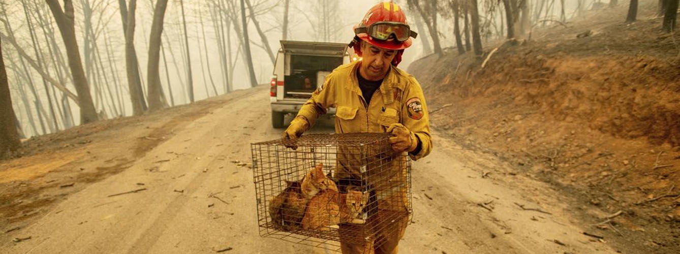 El capitán de bomberos Steve Millosovich rescatando una jaula llena de gatos. Imagen: Noah Berger/Ap.