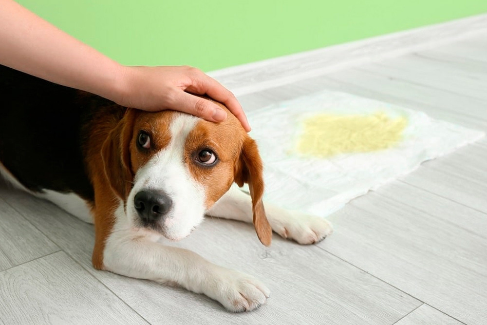 Los veterinarios ya pueden colaborar con la ‘Encuesta sobre incontinencia urinaria en pequeños animales’.