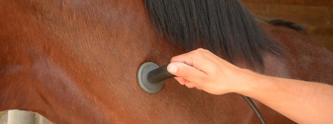 El calor por radiofrecuencia disminuye el dolor cervical en caballos