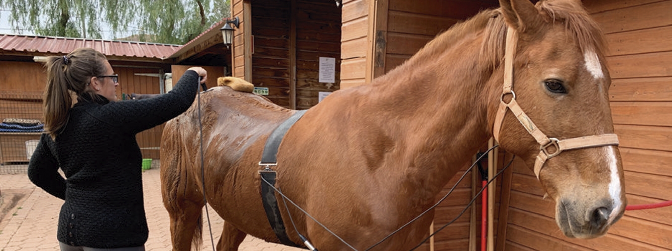 El caballo durante una de sus sesiones con la radiofrecuencia monopolar capacitiva/resistiva de Indiba Animal Health.