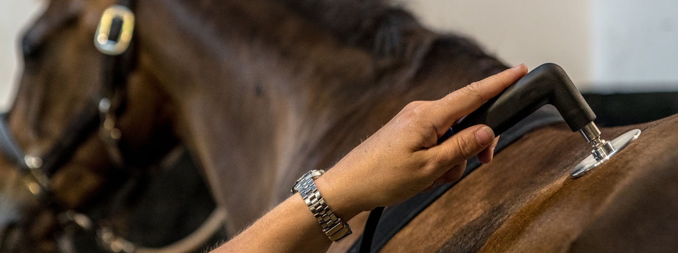 Gracias a la radiofrecuencia la experta es capaz de tratar “rápida y eficazmente” a los caballos.