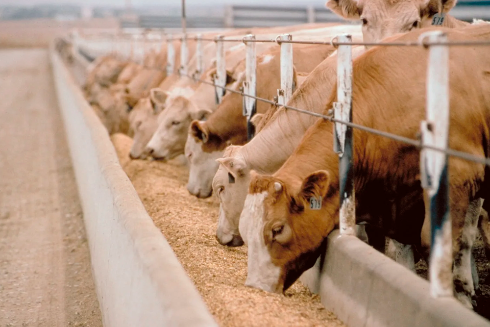 El precio de fabricación de los alimentos para animales de granja no detiene su tendencia alcista en España.