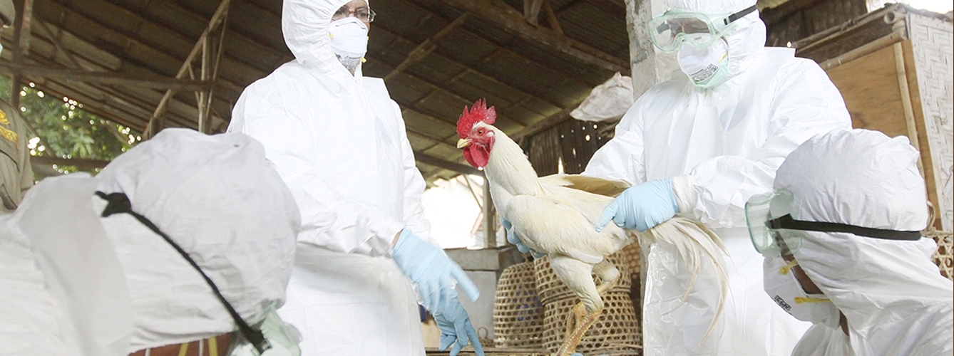 La Organización Mundial de la Salud (OMS) señala que el brote europeo de gripe aviar H5N8 no afecta a humanos