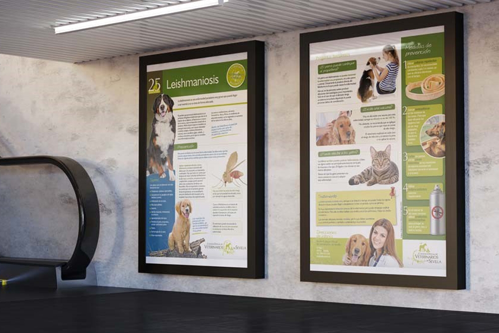 Los veterinarios de Sevilla dan a conocer la leishmaniosis canina.