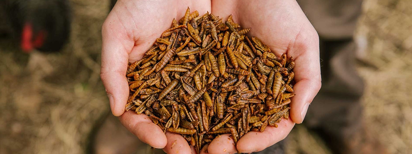 Estudian remplazar 10% de proteína animal en piensos por insectos 