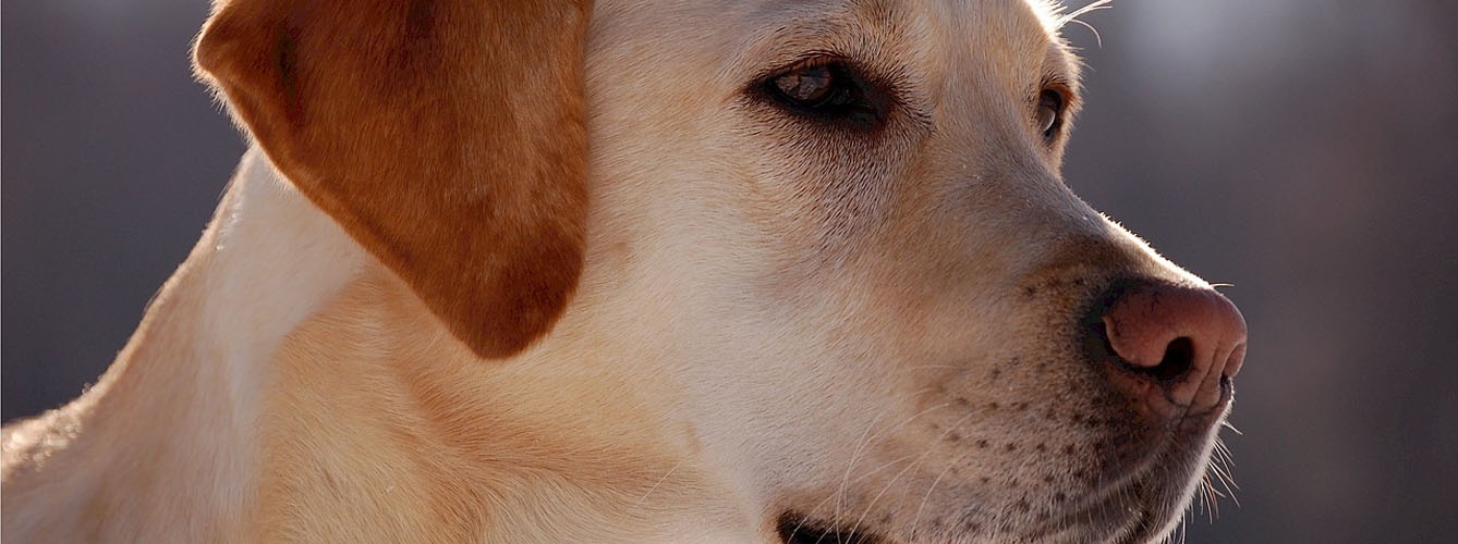 La insuficiencia hepática altera el proceso metabólico de los perros